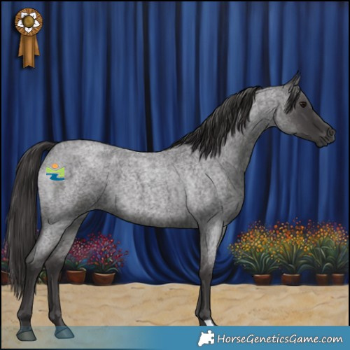 Horse Color:Smoky Blue Roan 