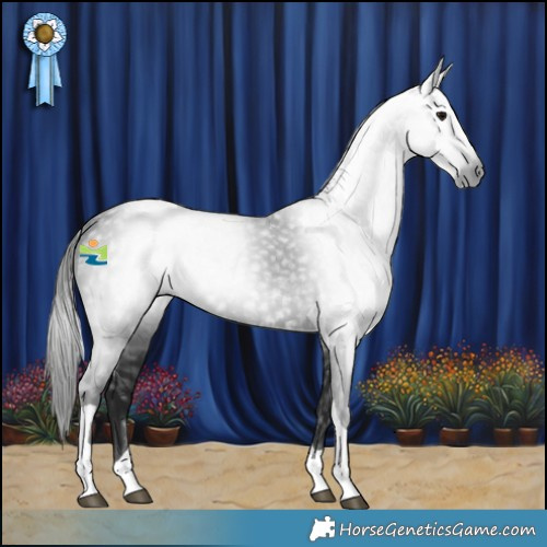 Horse Color:Gray Smoky Black Tobiano 