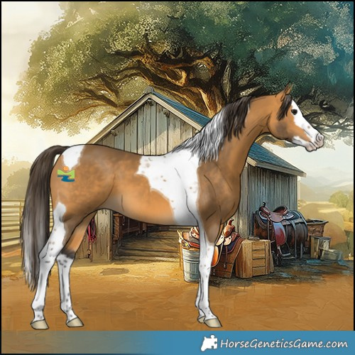 Horse Color:Buckskin Splash Tobiano 
