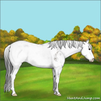 Horse Color:Grullo Sabino Rabicano