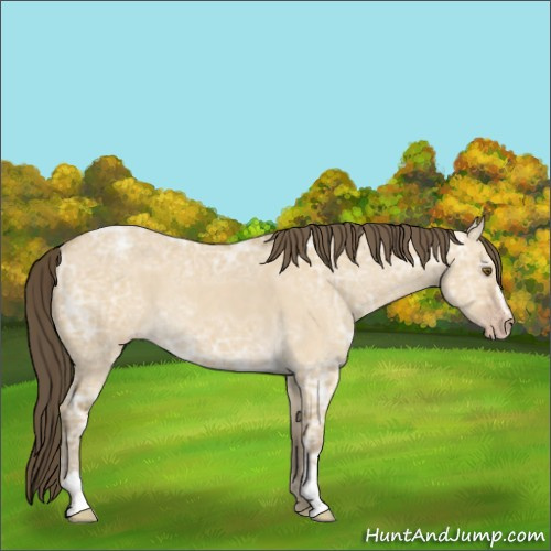 Horse Color:Classic Cream Champagne Ice Dun Sabino Rabicano