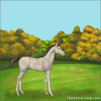 Horse Color:Classic Cream Champagne Ice