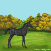 Horse Color:Black 