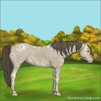 Horse Color:Classic Cream Champagne Ice 