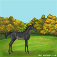 Horse Color:Black 