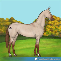 Horse Color:Red Dun Roan 