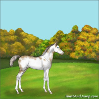 Horse Color:White Spotted Chocolate Palomino Dun Splash Frame