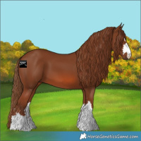 Horse Color:Chestnut 