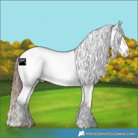 Horse Color:Chestnut Appaloosa 