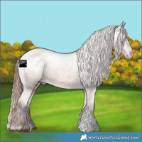 Horse Color:Chestnut Appaloosa