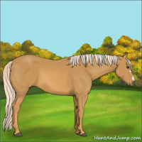 Horse Color:Palomino 