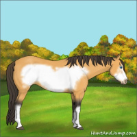 Horse Color:Buckskin Frame 