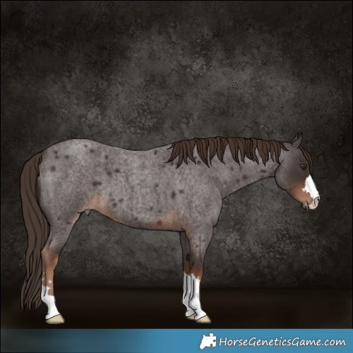 Horse Color:Liver Red Roan 
