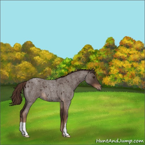 Horse Color:Liver Red Roan
