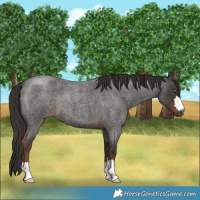 Horse Color:Liver Red Roan