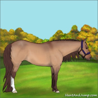 Horse Color:Chocolate Brown Dun