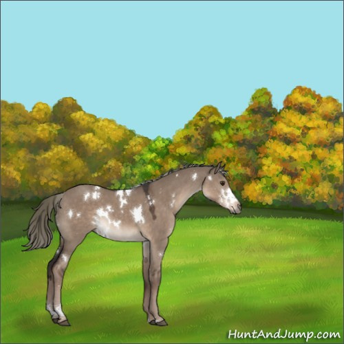 Horse Color:White Spotted Liver Red Dun Mushroom 