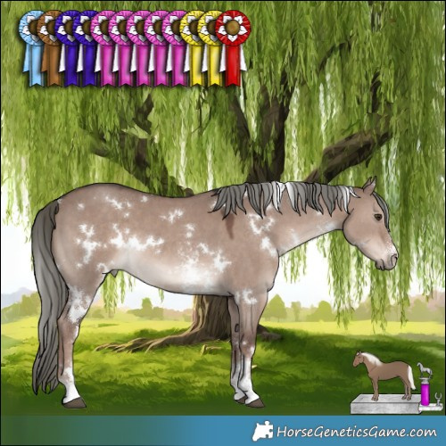 Horse Color:White Spotted Liver Red Dun Mushroom Sabino 