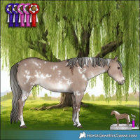 Horse Color:White Spotted Liver Red Dun Mushroom Sabino