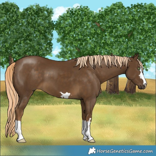Horse Color:Chocolate Palomino 
