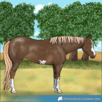 Horse Color:Chocolate Palomino
