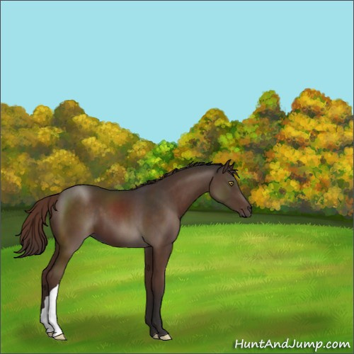 Horse Color:Liver Chestnut