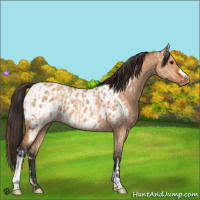 Horse Color:Bay Dun  and Bay Dun Near Leopard 