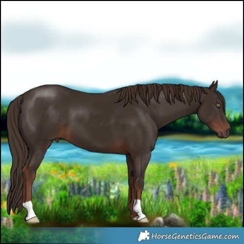 Horse Color:Liver Chestnut 