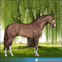 Horse Color:Chocolate Bay Dun