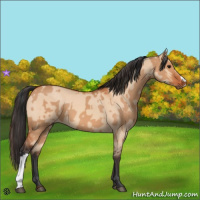 Horse Color:Bay Dun  and Bay Dun 