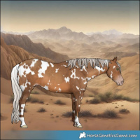 Horse Color:Gray White Spotted Silver Sable Champagne 