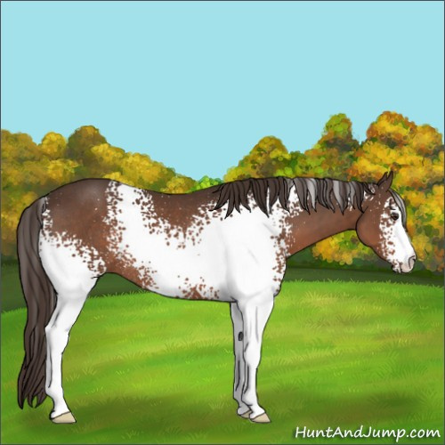 Horse Color:White Spotted Liver Chestnut Rabicano 