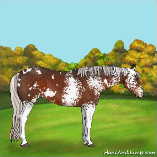 Horse Color:White Spotted Silver Brown 