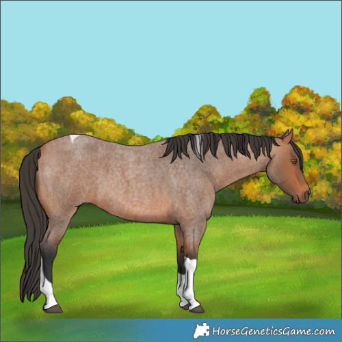 Horse Color:Bay Roan Tobiano 