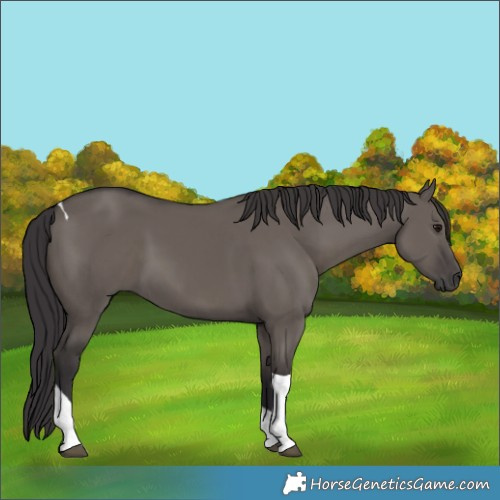 Horse Color:Smoky Grullo Tobiano