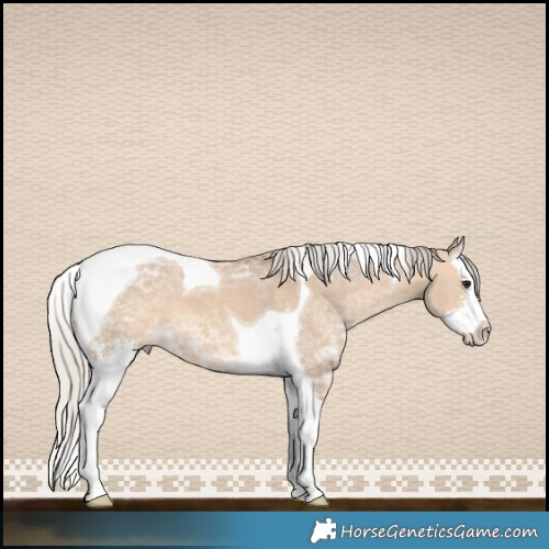 Horse Color:Silver Brown Ice Dun Sabino Splash Tobiano 