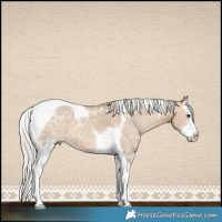 Horse Color:Silver Brown Ice Dun Sabino Splash Tobiano 