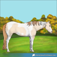 Horse Color:Gold Champagne Dun Tobiano Frame 