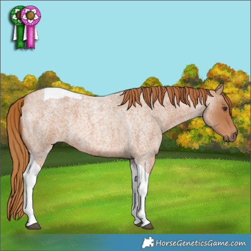 Horse Color:Red Roan Tobiano 