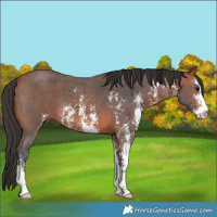 Horse Color:Bay Sabino 