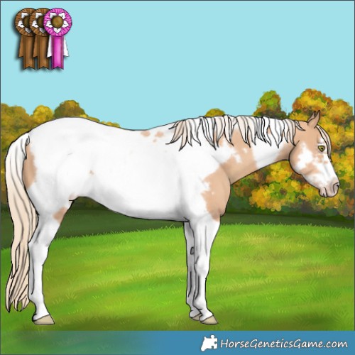 Horse Color:Gold Champagne Tobiano Frame 