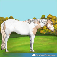 Horse Color:Gold Champagne Tobiano Frame 