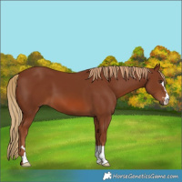 Horse Color:Chestnut 