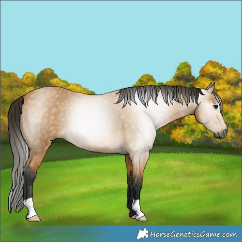 Horse Color:Gray Buckskin 