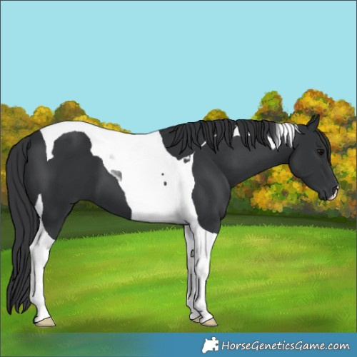Horse Color:Black Tobiano