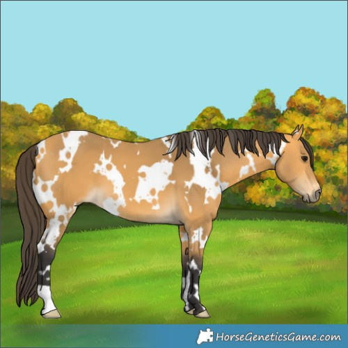 Horse Color:White Spotted Buckskin