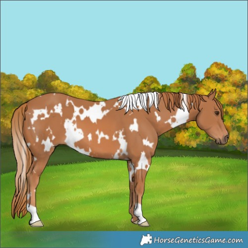 Horse Color:White Spotted Chestnut 