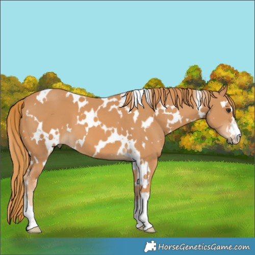 Horse Color:White Spotted Chestnut 