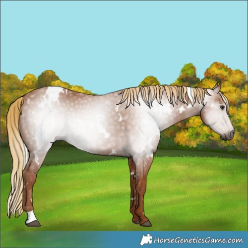 Horse Color:Gray White Spotted Chestnut 