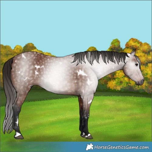 Horse Color:Gray White Spotted Bay 